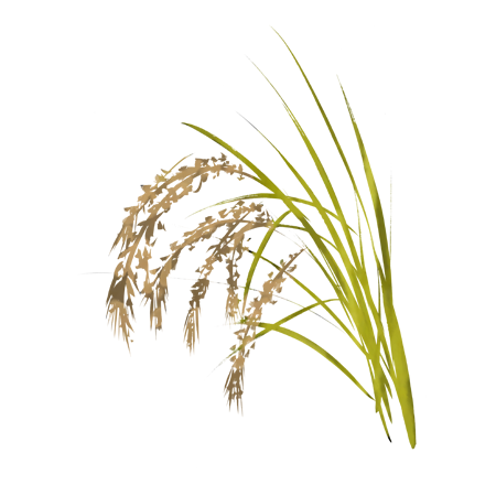 稲イラスト お米の収穫